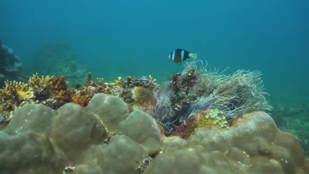 Clownfish Anemonefish v actinia. — Stock video