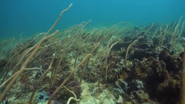 Coral reef. Philippines, Mindoro. — Stock video
