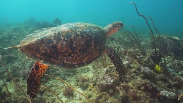 물 아래 바다 거북. — 비디오