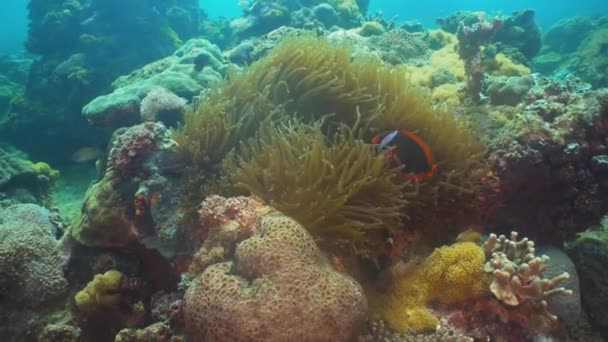 Anemonefish 在海葵的珊瑚礁上 Amphiprion 民都洛 水下珊瑚花园 海葵和小丑 菲律宾 — 图库视频影像