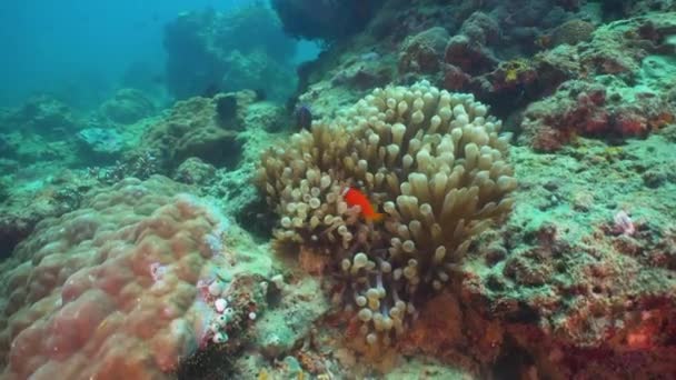 Ikan badut Anemonefish di aktinia . — Stok Video