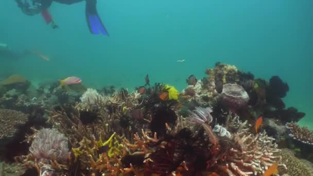 Korallzátonyokat és a trópusi halak. Fülöp-szigetek, Mindoro. — Stock videók