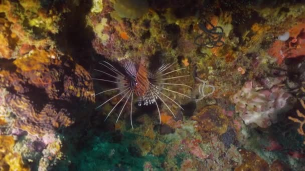 Коралловый риф и тропическая рыба. Филиппины, Mindoro — стоковое видео