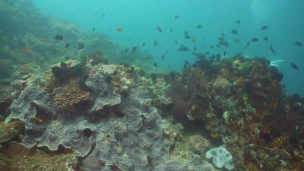 珊瑚礁和热带鱼类。菲律宾, 民都. — 图库视频影像