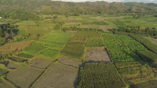 Пейзаж с рисовой террасой Филиппины, Лусон . — стоковое видео