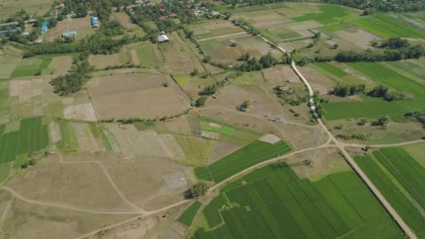 Landschap met rijst terras veld Filippijnen, Luzon. — Stockvideo