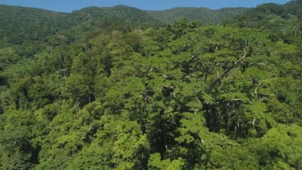 熱帯雨林と山の風景の眺め. — ストック動画