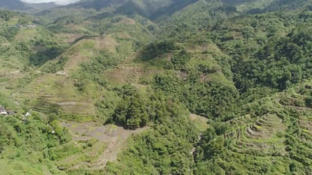 Rýžové terasy v horách. Filipíny, Batad, Banaue. — Stock video