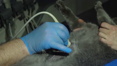 Veteriner kliniğinde ultrason teşhisi.