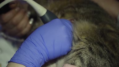 Veteriner kliniğinde ultrason teşhisi.