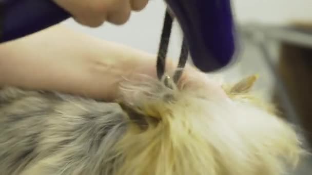 Hond in dierenverzorgingssalon. — Stockvideo