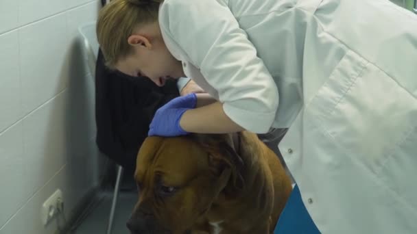 Hond in de veterinaire kliniek. — Stockvideo