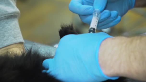 Veterinário faz uma injeção em um gato . — Vídeo de Stock