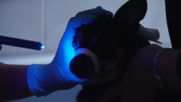 Dierenarts oogarts behandeling van de ogen van de hond. — Stockvideo