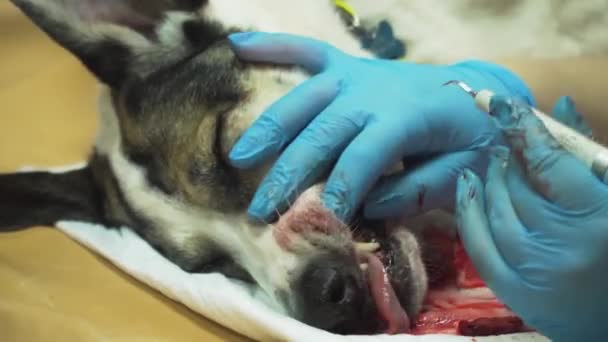 Οδοντιατρική διαδικασία, καθαρισμός των δοντιών ενός σκύλου. — Αρχείο Βίντεο