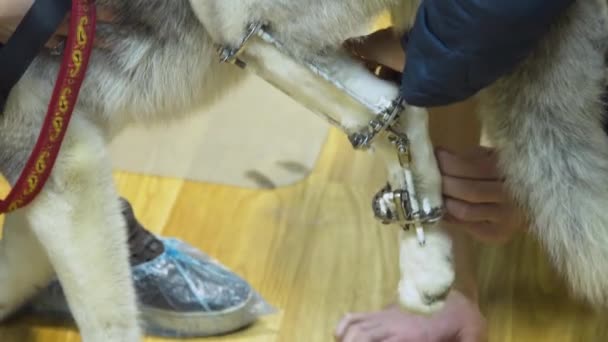 Perro con una pata rota en una clínica veterinaria . — Vídeos de Stock