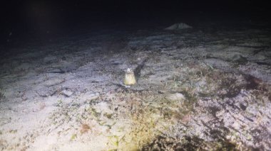 Deniz yılan balığı Dalış, gece Filipinler, Mindoro.