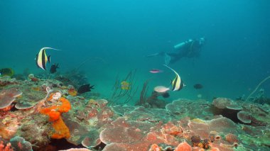 Scuba dalgıç su altında. Filipinler, Mindoro.