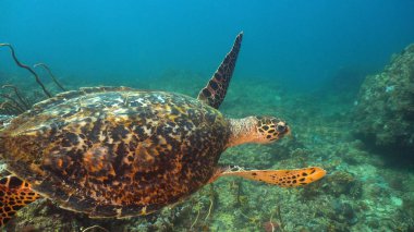 Deniz kaplumbağası su altında.