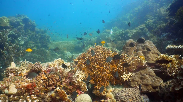 Arrecife de coral y peces tropicales. Filipinas, Mindoro . — Foto de Stock