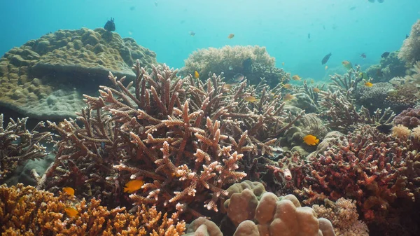 Arrecife de coral y peces tropicales. Filipinas, Mindoro . — Foto de Stock