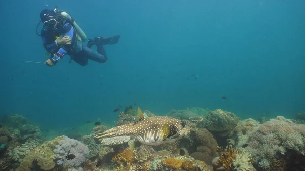 Scuba Diver underwater. Philippines, Mindoro.