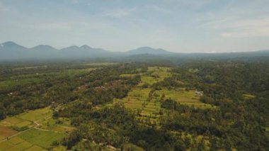 Teras pirinç tarlaları, Bali, Endonezya.