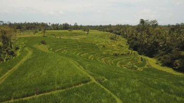 Teras pirinç tarlaları, Bali, Endonezya.