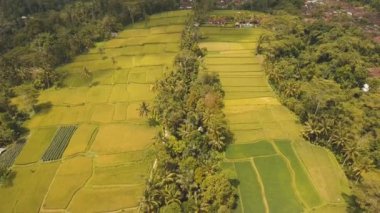 Teras pirinç tarlaları Ubud, Bali, Endonezya.