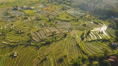 Pirinç tarlalı manzara Bali, Endonezya