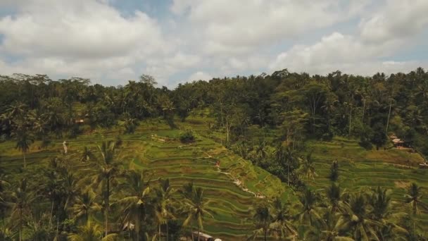 Terasz rizsföldek, Ubud, Bali, Indonézia. — Stock videók
