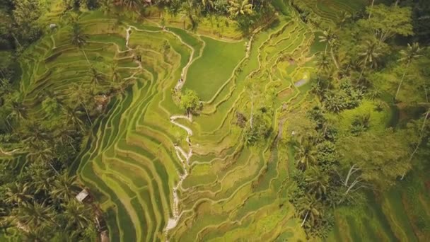 印度尼西亚巴厘岛乌布梯田稻田. — 图库视频影像