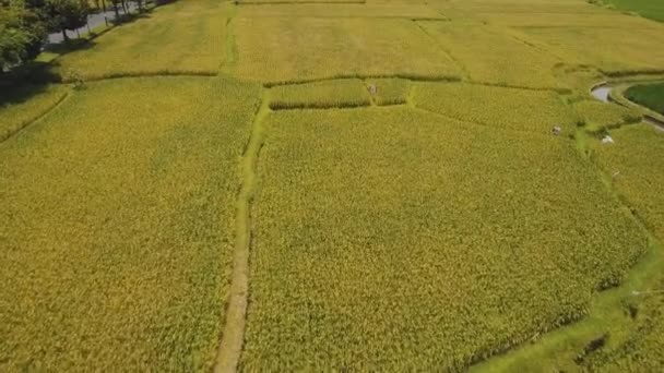 Terraço campos de arroz, Bali, Indonésia. — Vídeo de Stock