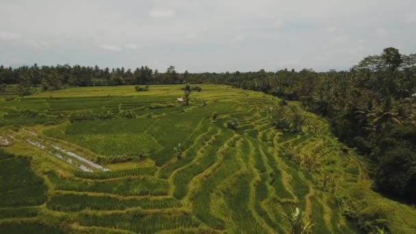 Teras pirinç tarlaları, Bali, Endonezya. — Stok video