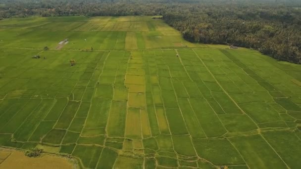 Terrace rice fields, Bali, Indonezja. — Wideo stockowe