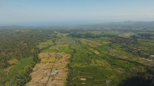 Krajina s rýžovou terasou pole Bali, Indonésie — Stock video