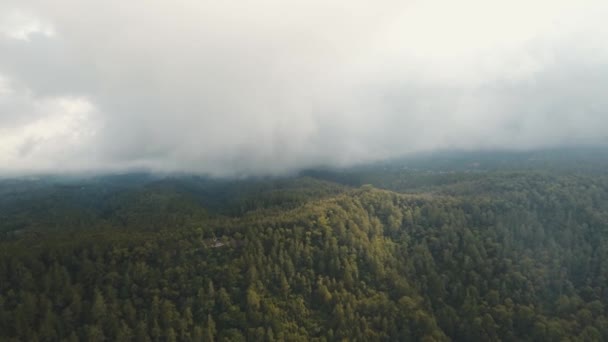 Regenwoud in de wolken, Bali, Indonesië. — Stockvideo