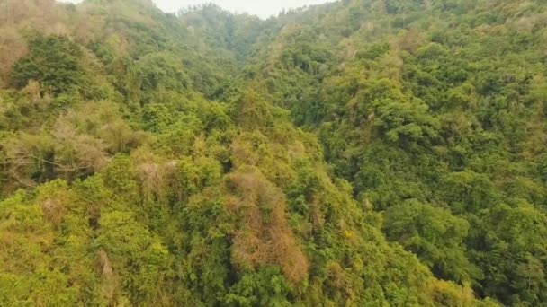 Vista da paisagem da floresta de montanha. Bali. — Vídeo de Stock