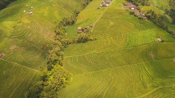 Paisaje con campo de terraza de arroz Bali, Indonesia — Vídeo de stock