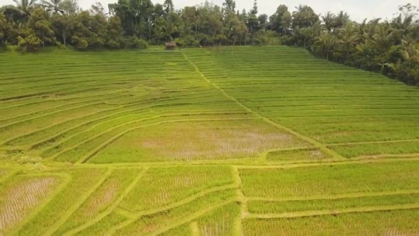 Peisaj cu teren terasa cu orez Bali, Indonezia — Videoclip de stoc