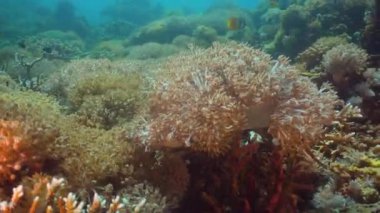 Mercan ve tropikal balık. Filipinler, Mindoro.