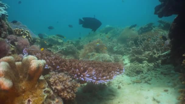 Arrecife de coral y peces tropicales. Filipinas, Mindoro . — Vídeos de Stock