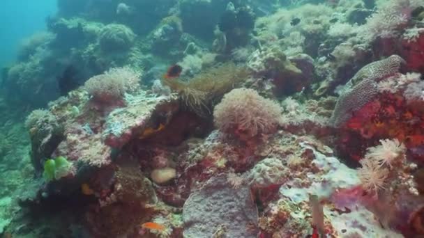 Recifes de coral e peixes tropicais. Filipinas, Mindoro . — Vídeo de Stock