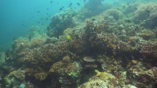 Recifes de coral e peixes tropicais. Filipinas, Mindoro . — Vídeo de Stock