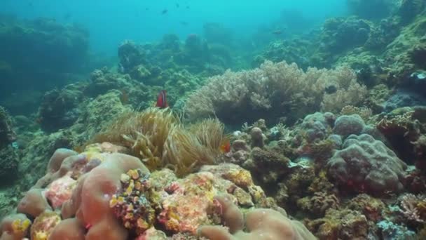 Peixe-palhaço Anemonefish in actinia . — Vídeo de Stock