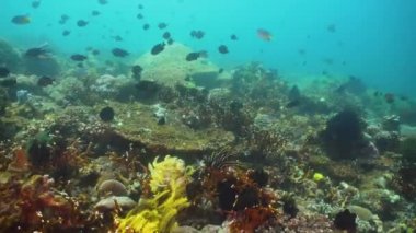 Mercan ve tropikal balık. Filipinler, Mindoro.