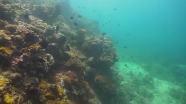 Mercan ve tropikal balık. Filipinler, Mindoro.