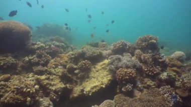 Mercan ve tropikal balık. Filipinler, Mindoro.