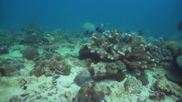 Arrecife de coral y peces tropicales. Filipinas, Mindoro . — Vídeos de Stock