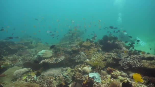 Arrecife de coral y peces tropicales. Filipinas, Mindoro . — Vídeos de Stock